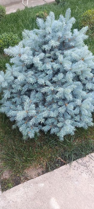 Арча голубой ель Голландия