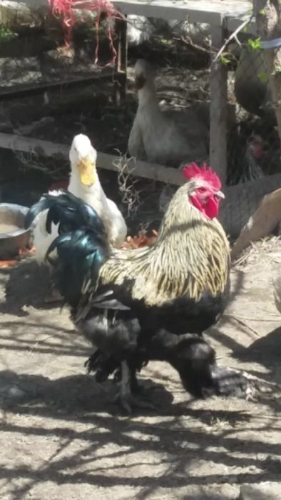 здоровые петушки.