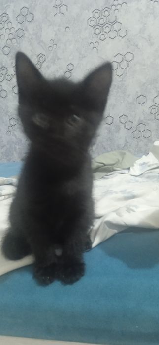 Mushik bolalari bepul