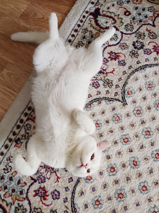 Белый кот ищет хозяина