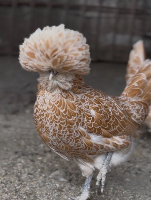 Ouă  pentru incubat paduana chamoise.