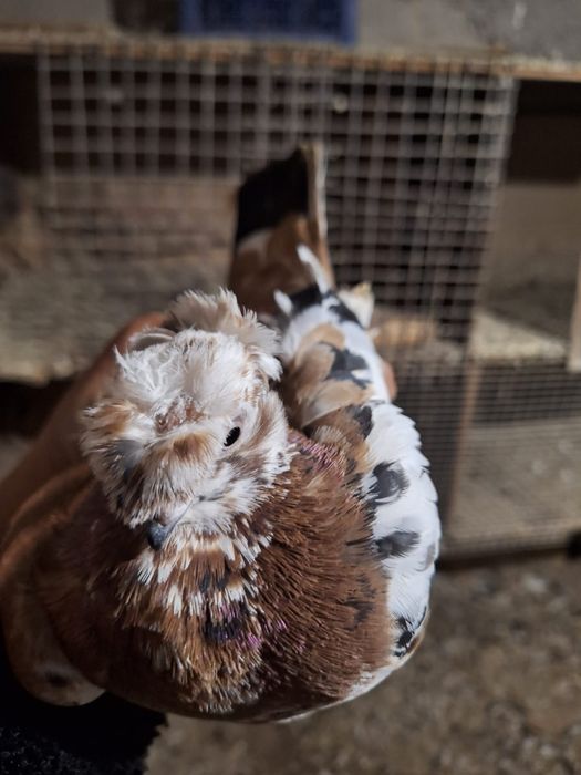 Курицы петух на продажу