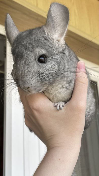 Шиншилла в любой город