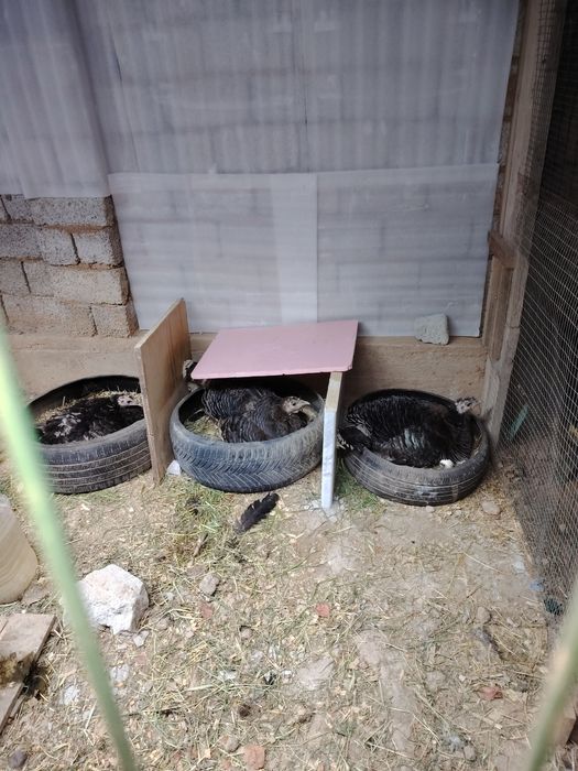 Kurk kurkala sotiladi 6 ta bor