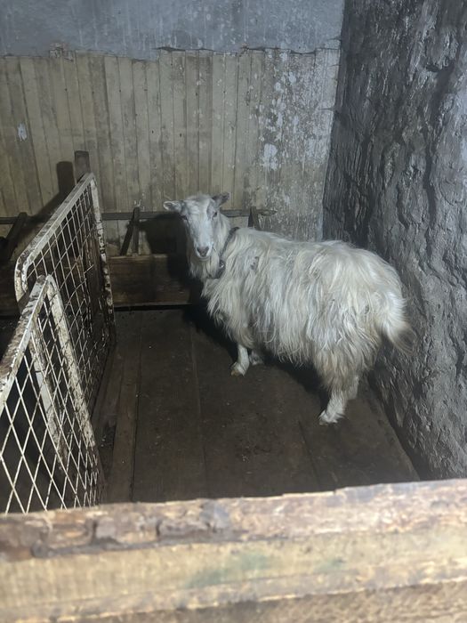 Vand trei capre si un  țap