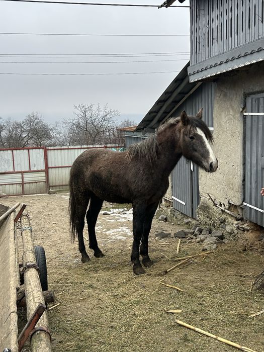 Vand mânz de un an si 8 luni