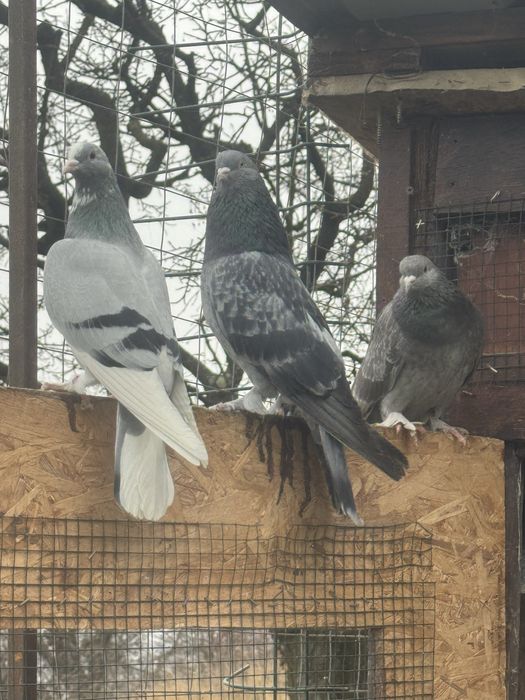 Takla jucatori turcești calitate garantată de joc