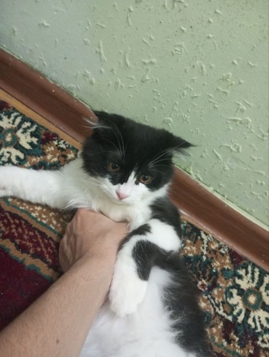 Срочно вислоухий котик  в хорошие руки  черный Белый