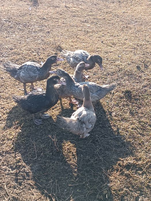 Индоутка қырғауыл