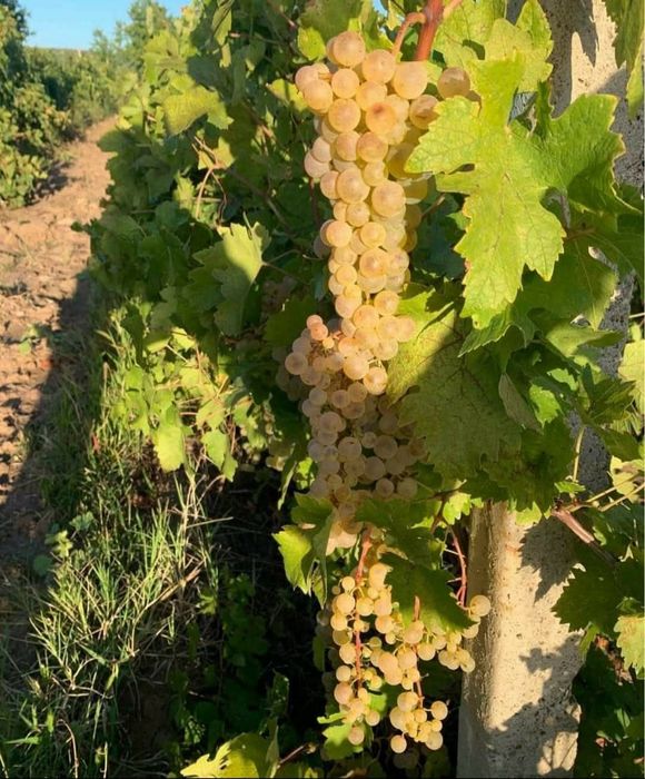 Struguri de vin (Feteasca regala, Ottonel, Merlot, Sovinion