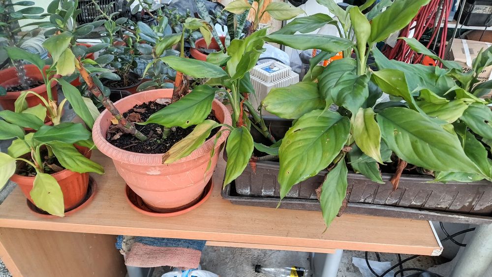 продавам Авокадо, дръвче и други цветя