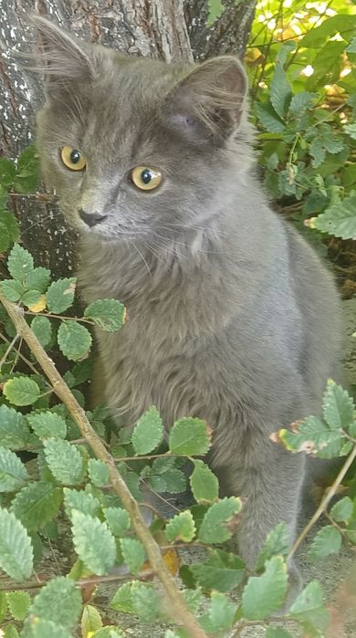 В добрые руки котёнок