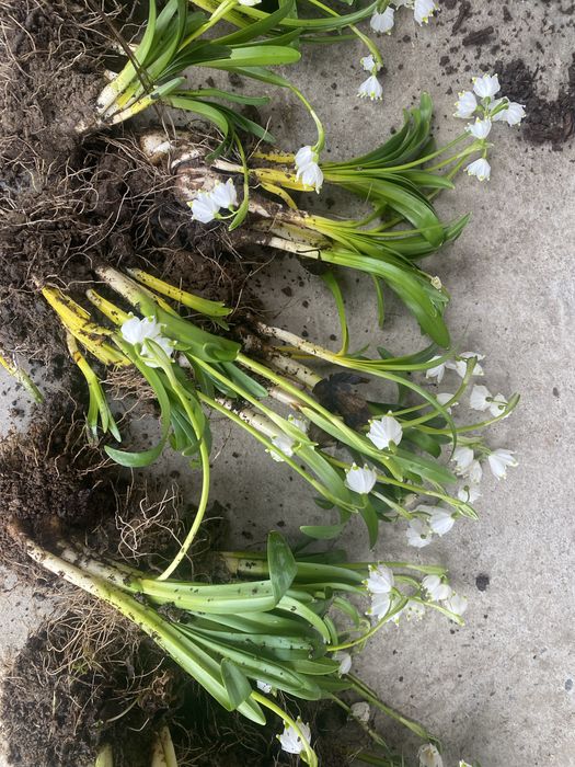 Ghiocei creti(luste)