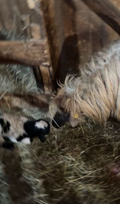 Disponibile 5 oi tinere fatate toate