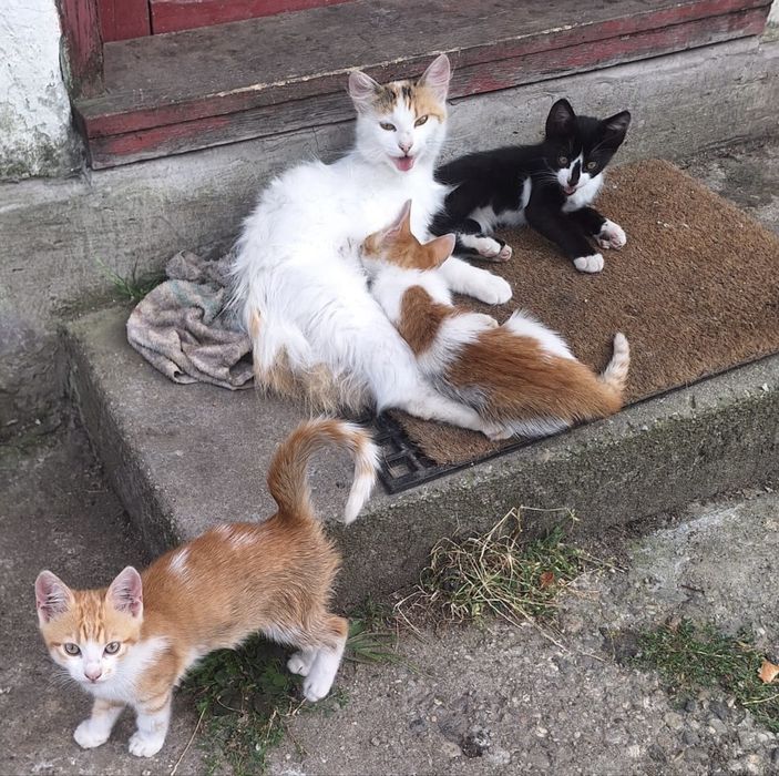 3 pisoi cauta parinti iubitori