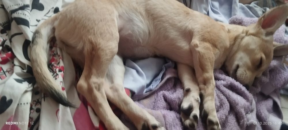 Пропала собака тойтерьер