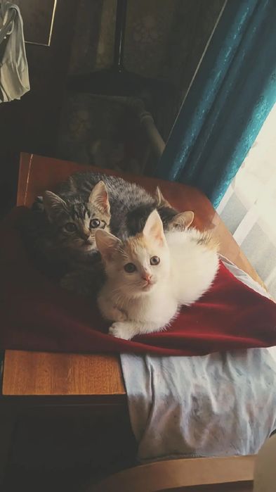 Отдам  котят девочки, город Актобе
