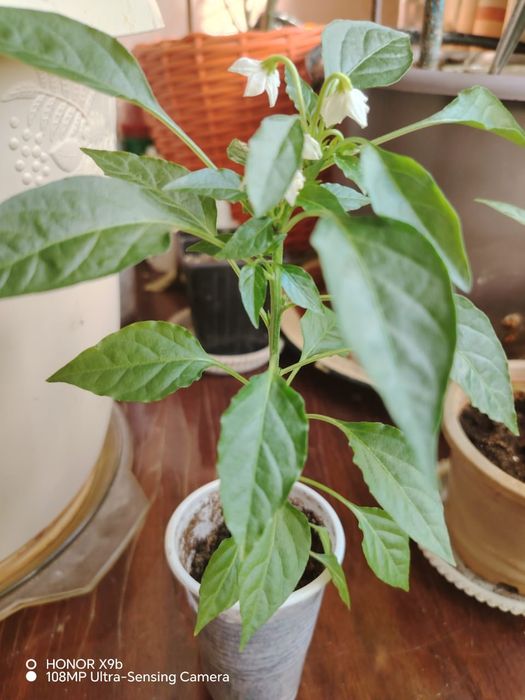 Перец в горшке горький.