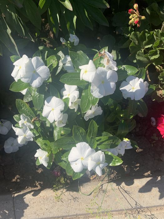 Цветы из сада разных оттенков