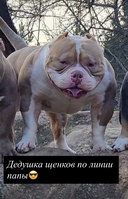 Американский булли.