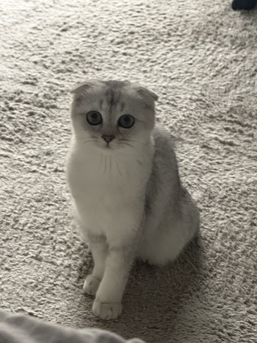 Отдам британскую серебристую шиншилу бесплатно