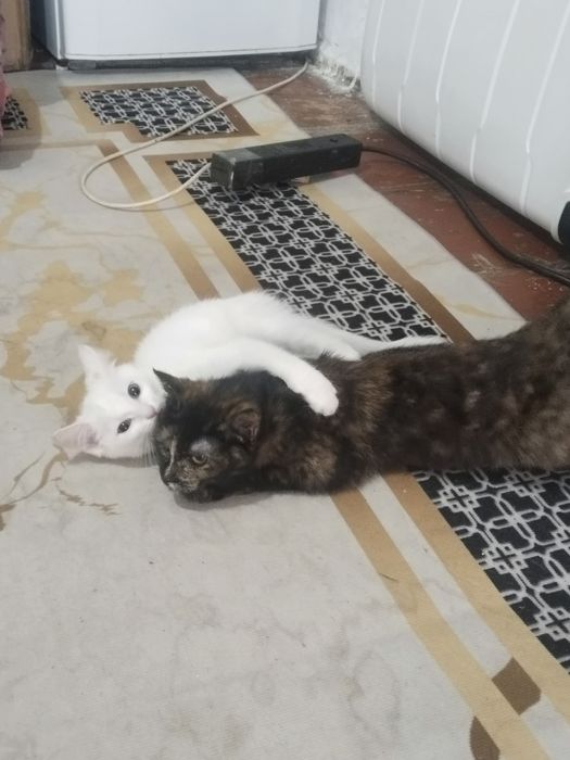 Отдам белого котенка мальчик