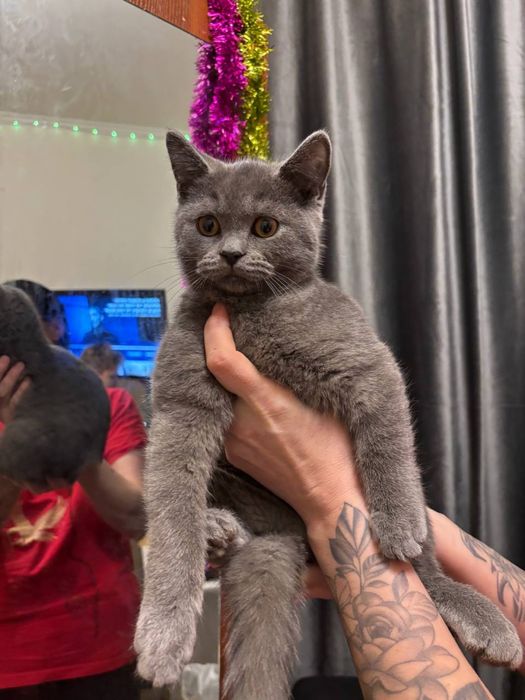 продам кота британский короткошерстный