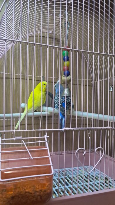 Попугаи волнистые