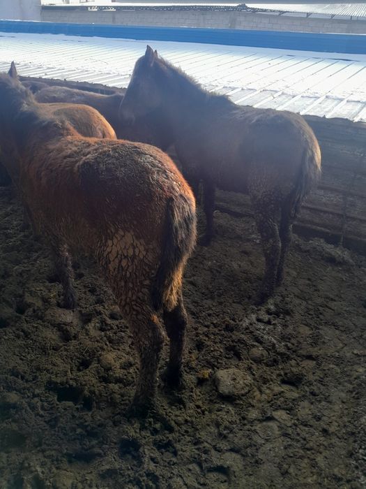 1.5 жасар сатылады