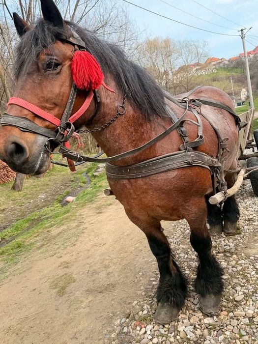 Cal de vânzare bun de ham