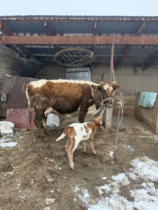 Бұзаулы сиырлар сатылады