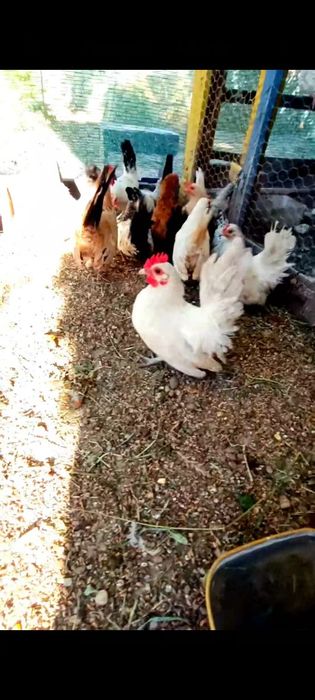 Cocoșei chabo tineri originali