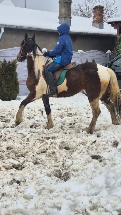 Disponibili cai si ponei pt hipoterapie echitatie si turism ecvestru