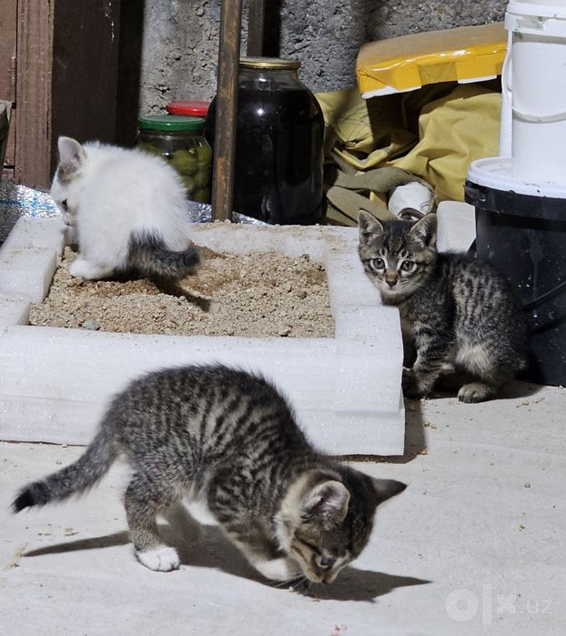 Бесплатно: котята в заботливые руки