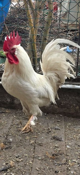 Петухи на продажу