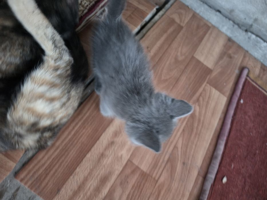 Котята  в добрые руки