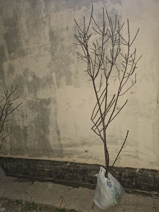 Саженцы облепихи