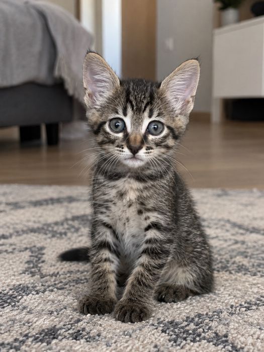 Отдам котенка в хорошие руки, очень ласковый и игривый. Ест всё