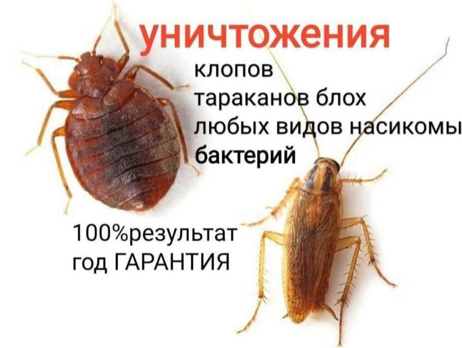 Дезинфекция хизмати 24/7