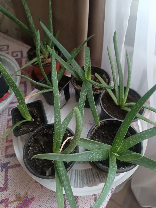 Алоэ Вера лекарственный