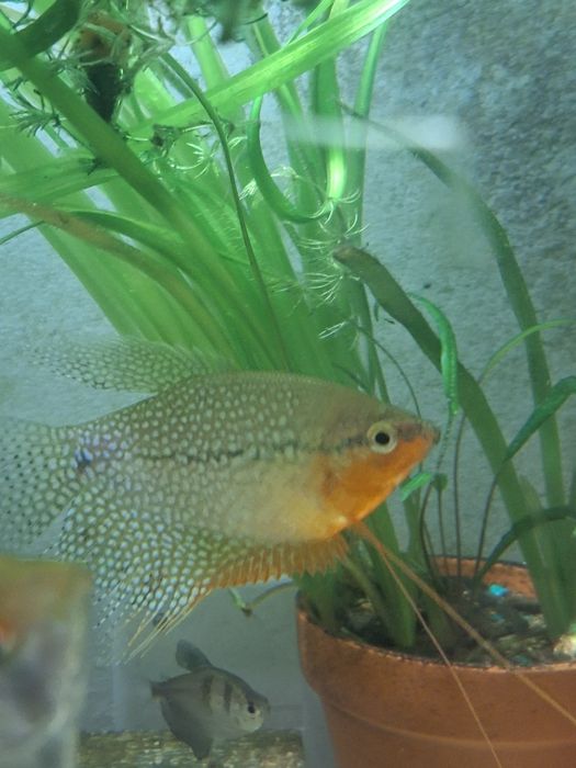 Vând gurami adulți