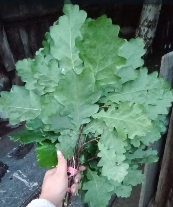 Продам дубовые веники для бани