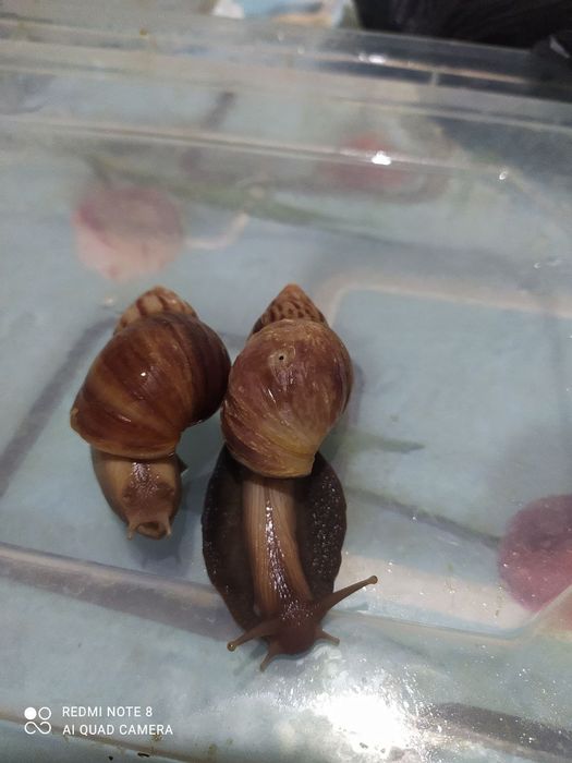 Ulitkaterapiya uchun ajoyib ULITKALAR!