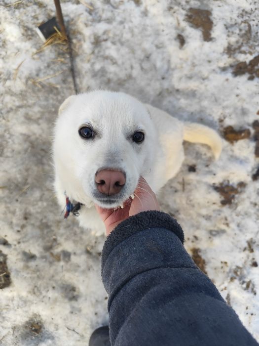 Отдам молодого пёсика