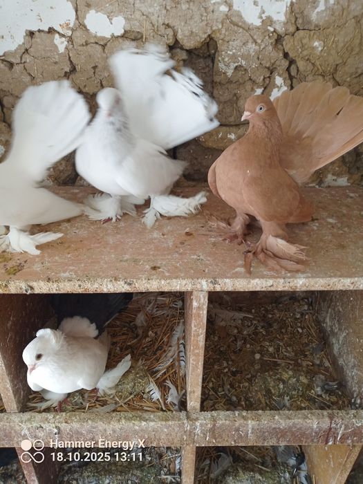 Гълъби Декорация