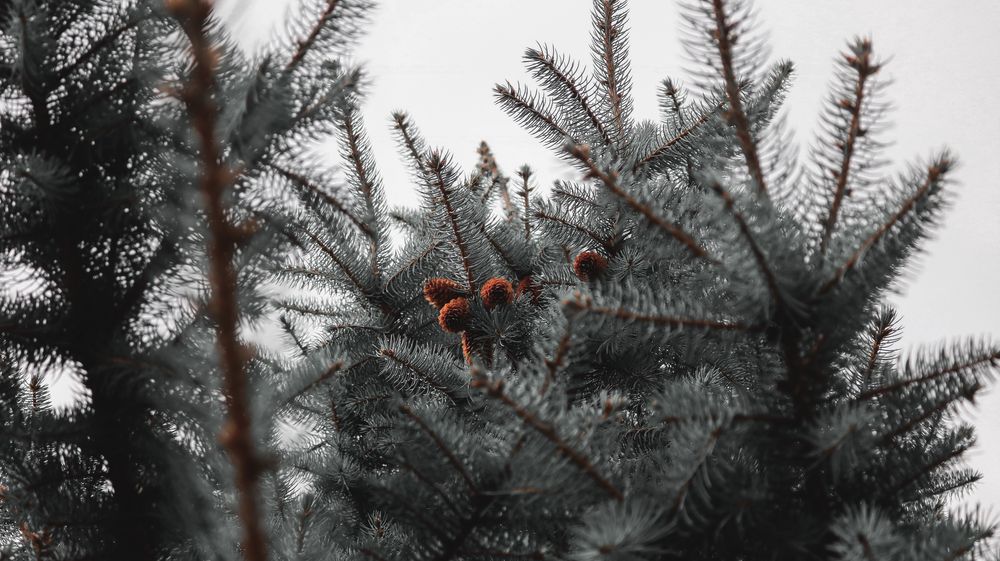 Ель голубая