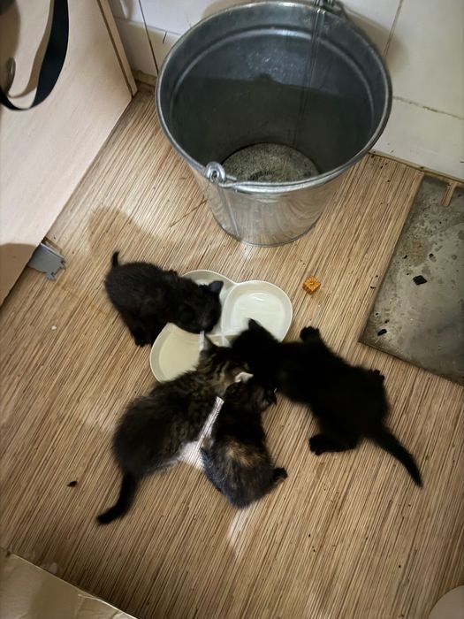 Котята в добрые руки