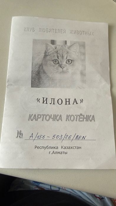 Кошка породы Бенгал