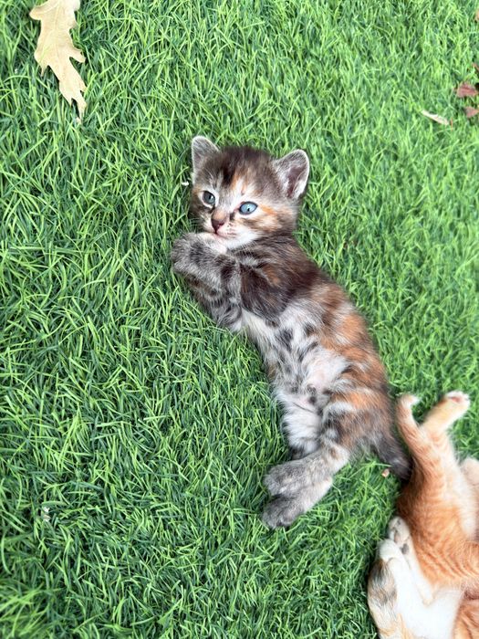 Котята мальчики и девочка в добрые руки