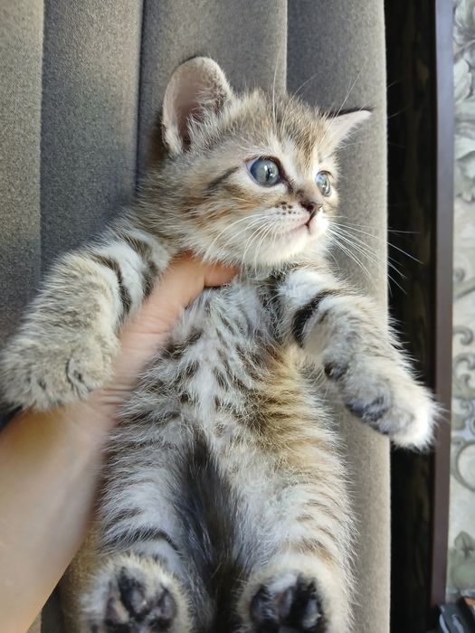 Продаются котята шотландские